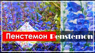 Пенстемон  Penstemon  Красивый Неприхотливый МНОГОЛЕТНИК  ЭНЦИКЛОПЕДИЯ Растений [upl. by Anoirb860]