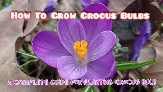 A Complete Guide for Planting Crocus BulbPlanting Care Cultivation Propagation History [upl. by Benjie]