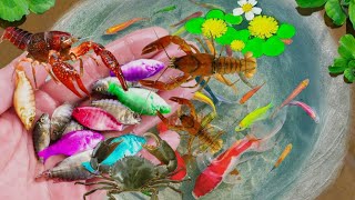 Video Of Catching Colorful Baby Shrimp Bullfish Angelfish Guppies Koi Ornamental Fish part 209 [upl. by Amathist]