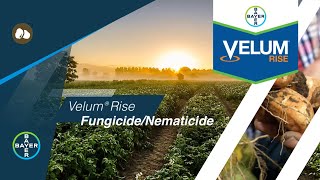 Potato Fungicides Next Level Protection Against Soilborne Disease and Nematodes with Velum® Rise [upl. by Cherie]