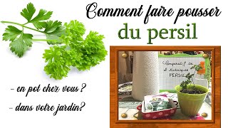 Comment faire pousser du persil à la maison en pot et au jardin 3 techniques Astuce jardin [upl. by Jonas652]