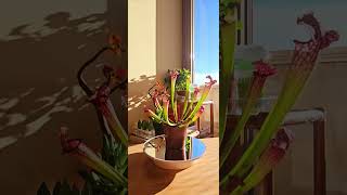 Sarracenia Leucophylla плотоядные растения carnivore carnivorous plant ботаника [upl. by Damahom]