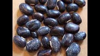 Mucuna Pruriens The Magical Beans My new Herb [upl. by Stine]