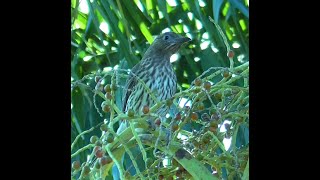 Female Australasian Figbird in Queensland [upl. by Kosaka]