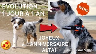 EVOLUTION BERGER AUSTRALIEN 1 JOUR À 1 AN  JOYEUX ANNIVERSAIRE ALTAÏ [upl. by Ahsielat]