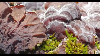 Auricularia mesenterica  Falsa tremella  Tripe Fungus [upl. by Dnomal]