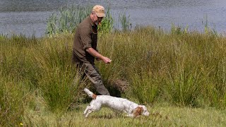 Gundog Training  How I use a remote dummy launcher [upl. by Sykleb]