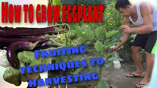 Eggplant growing and harvesting techniques  health benefits🍆🍆🍆 [upl. by Yrennalf]