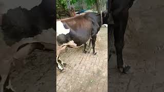 animallover shortvideo aage badhne ka tarika [upl. by Blancha]