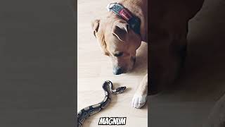 AMSTAFF rencontre improbable magnum pitbull 2024 amstaff chien serpent python tendance [upl. by Winser]