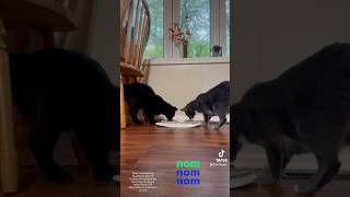 Breakfast of Champions catvideos catshorts [upl. by Udela]