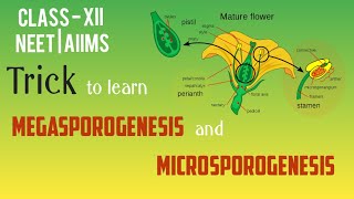 Megasporogenesis and Microsporogenesis [upl. by Aihtiekal]