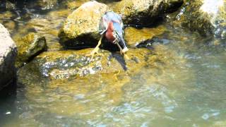 Green Heron fishing with bread [upl. by Erleena]