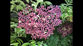 Harvesting elderberry Sambucus canadensis aka American elderberry [upl. by Thisbee]