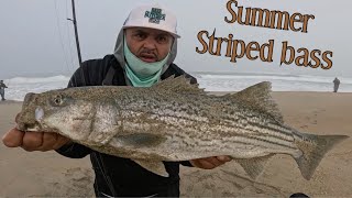 MONTEREY BAY FISHING IN THE SURF SUMMER TIME STRIPED BASS [upl. by Yllib]