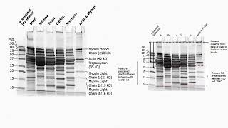 Agarose and Polyacrylamide Gel Description [upl. by Donnie]