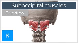 Overview of the suboccipital muscles preview  Human Anatomy  Kenhub [upl. by Oiramat837]