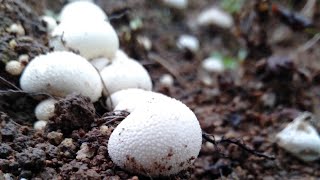 Saprophytic Fungi  Puffing Balls fungi [upl. by Gadmann]