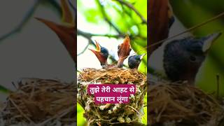 Flycatcher nest birds birdslover birdwatcher aahat viralshort nest love [upl. by Eissen]