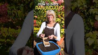 The Best Ranunculus Planting Tips For Beginners shorts [upl. by Iccir]