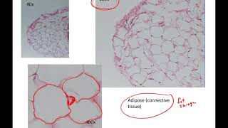 Human Anatomy 1 Lab Connective Tissues [upl. by Ahsain307]