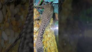 UpClose With a LARGE Plecostomus [upl. by Alyekahs]