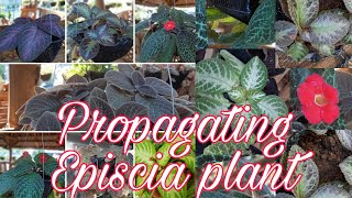 How to Propagate Episcia Plants [upl. by Anilat]