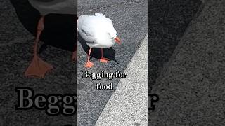 Seagull sounds  begging for food shorts animal [upl. by Haim624]