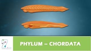 PHYLUM – CHORDATA [upl. by Ayaet]