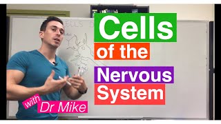 Cells of the Nervous System Neurons and Glia [upl. by Ihsoyim]