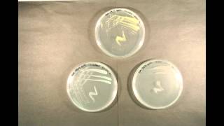 Bacterial Growth time lapse [upl. by Ier]