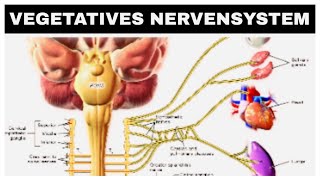 Vegetatives Nervensystem Sympathikus Parasympathikus kurze Erklärung [upl. by Nelia949]