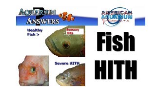 3 Tip Help with Hole in the Head Fish HITH Hexamitiasis HEX [upl. by Tserof404]