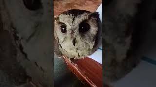 Indian scops owl [upl. by Guthrey]