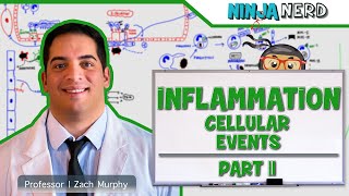 Immunology  Inflammation Cellular Events Part 2 [upl. by Telracs]