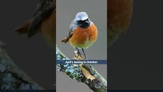 Common Redstarts Musical Song  Bird Sounds shorts [upl. by Oninrutas466]