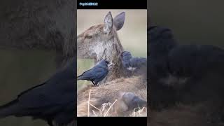 SYMBIOTIC relationship science shortvideo shorts science news PopSciencePS [upl. by Nrojb]