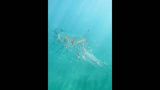 Mare Albissola Cigar jellyfish Medusa Olindia Olindias phosphorica fishing ocean sea snorkeling [upl. by Moyna26]