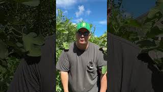 Eating A Ghost Pepper Out of My Garden [upl. by Aron]