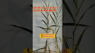 पूरी सर्दी पाएं अपने खेत में हरा चारा सालभर उत्पादन napier chara  supernapiergrass shorts [upl. by Hsac845]