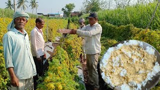 वाळव्याच्या पावसात पडलेला कारल्याचा ताटवा उभा केला आईनी चुलीवर मसाले दहीला तडक दिला  डाळ भात केला [upl. by Neron]