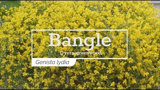 30 Seconds with Bangle® DyersGreenwood [upl. by Gertrudis71]