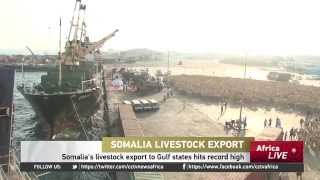 Somalias Livestock Export Largely To Gulf States Has Hit A Record High [upl. by Frick]