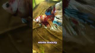 Salt Bath Treatments Pt 1 bettafish fishcare fishhelp [upl. by Rauscher]