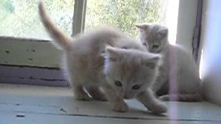 chatons male et femelle [upl. by Accebor]