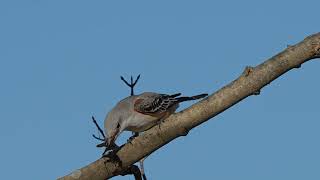 Scissortailed Flycatcher in Massachusetts  Rare Sighting [upl. by Waneta431]