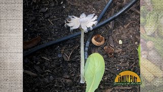 How did I get mushrooms growing in my raised bed garden [upl. by Anertac]