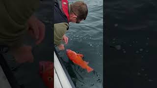 Releasing rockfish back to the deep sea safely with a Seaqualizer descender deepseafishing fishing [upl. by Leahcimaj110]