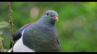 Kererū at ŌtariWiltons Bush [upl. by Lemar]