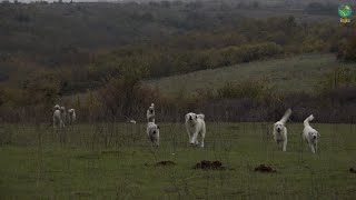 BUJKU – I mban 13 qene te races Deltari Ilir qe naten e diten i ruajn delet nga egersirat [upl. by Baruch]